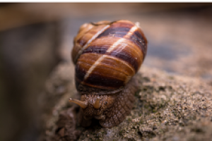 Schnecke