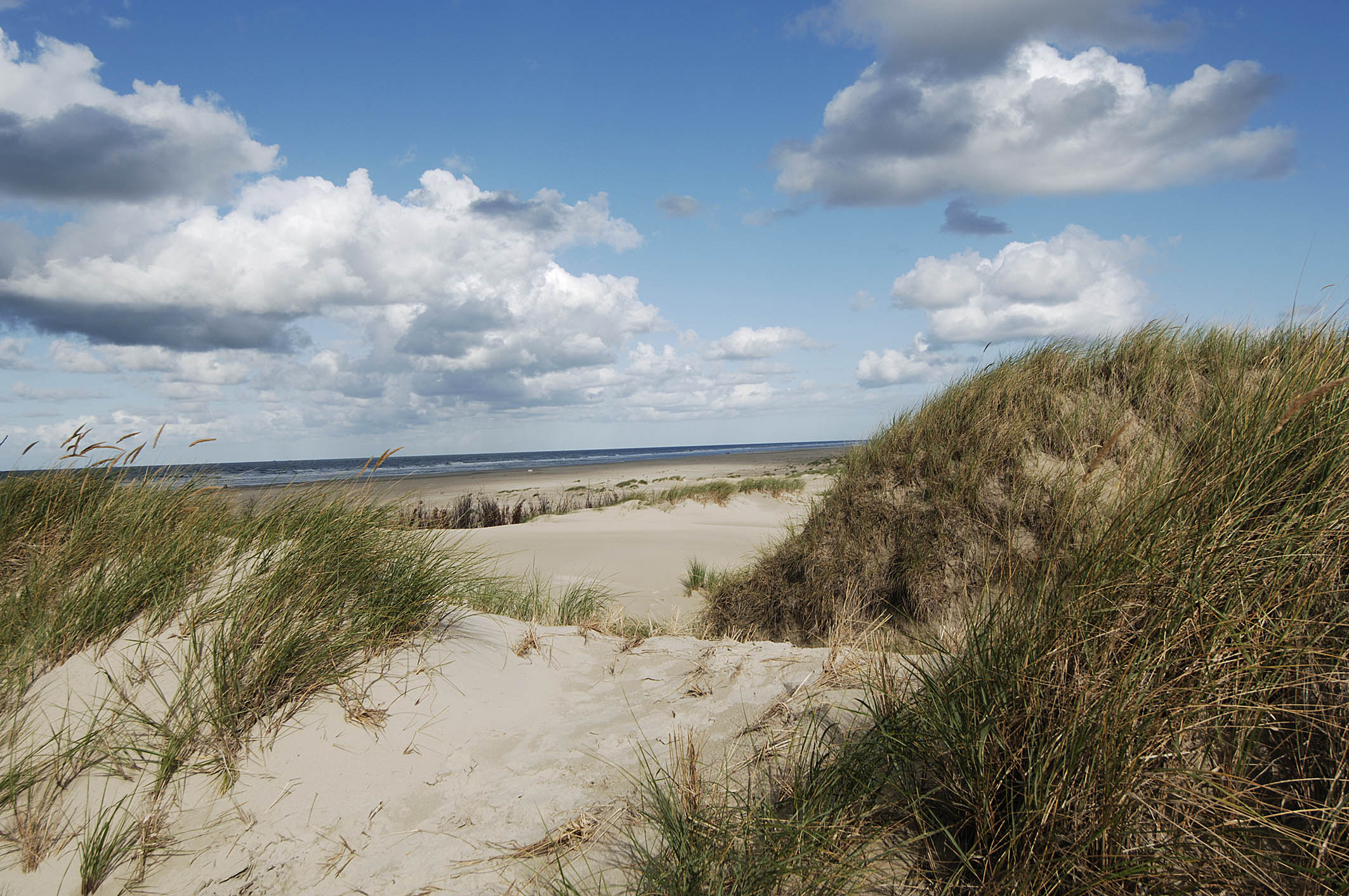 Duene auf Norderney